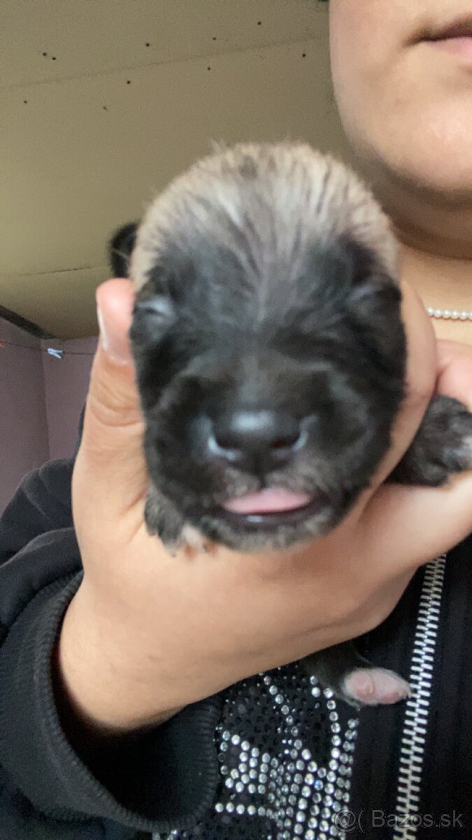 Predám šteniatka krížencov - 6