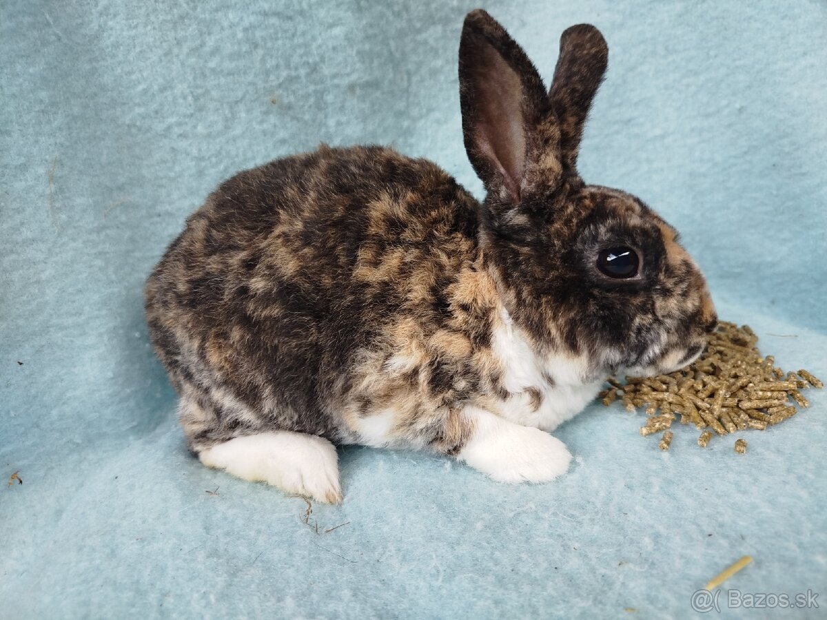 Zakrslý králik rex symb.cena - 6