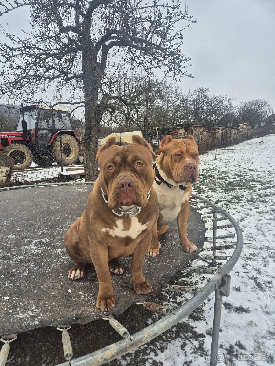 American bully XL - 6