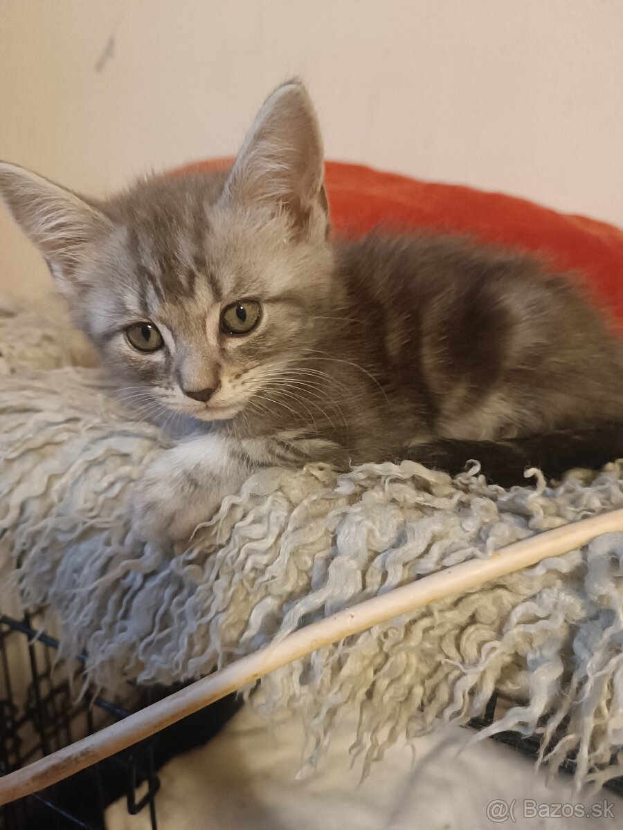 Britske maciatka - 6