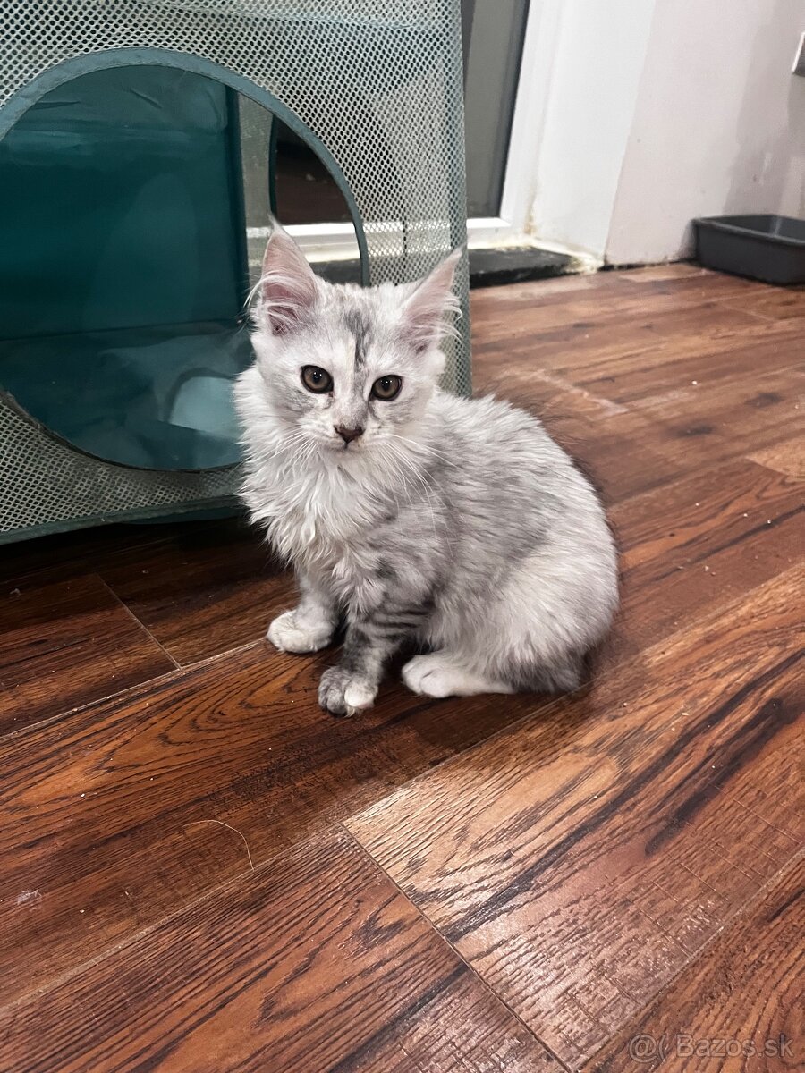 maciatko maine coon s PP Frost - 6