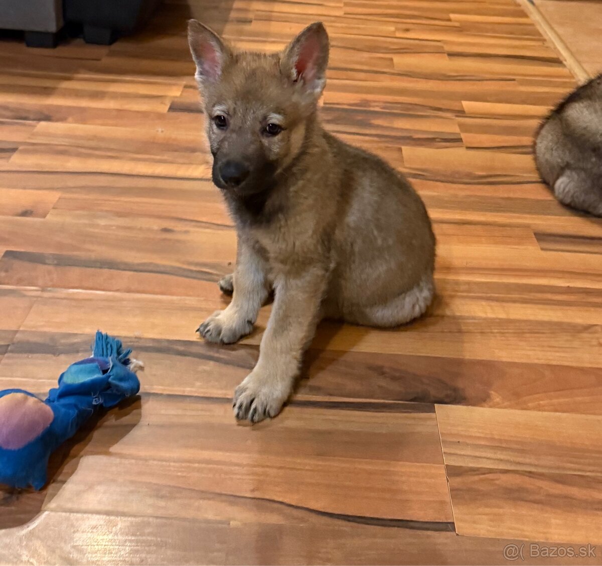 Československý vlčiak - 6