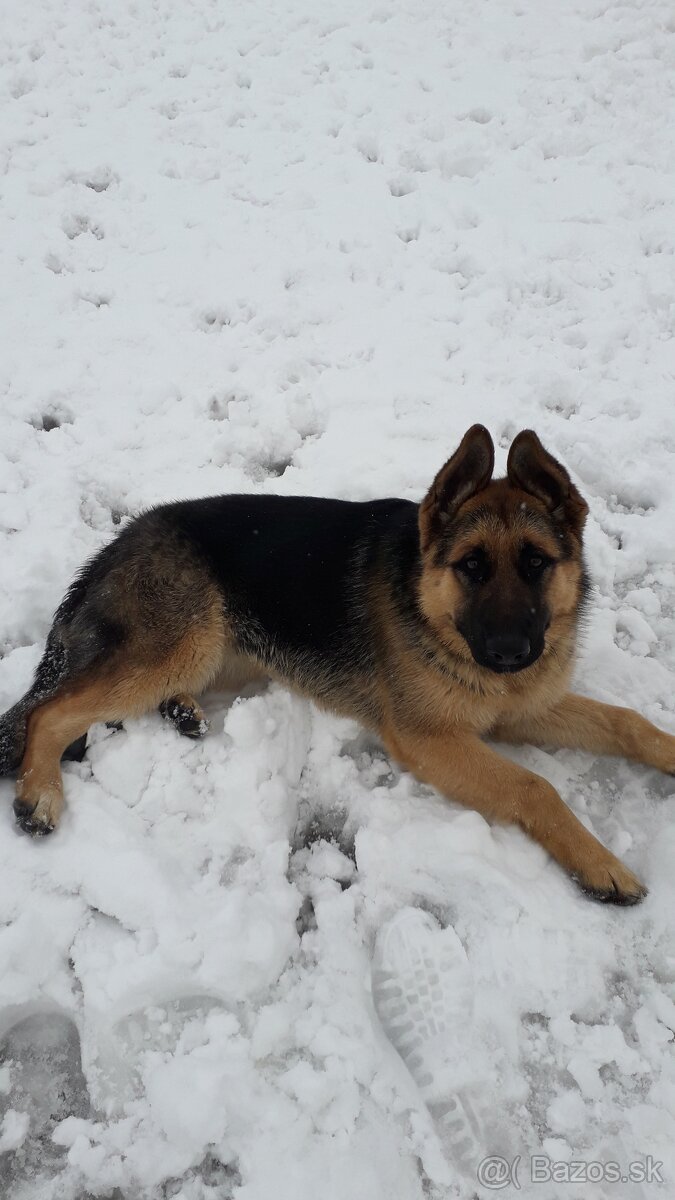 Darujem psyky nemecky ovciak-križene - 6