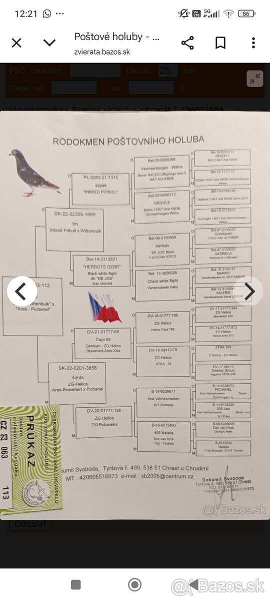 Poštové holuby - 6