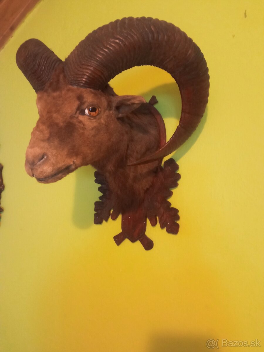 Predám vypreparovanú hlavu muflóna. - 6