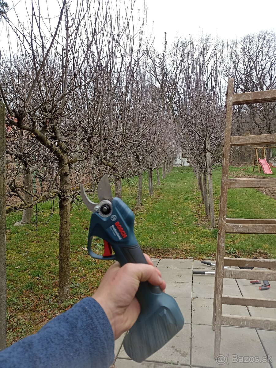 Rez (strihanie) ovocnych stromov - 6
