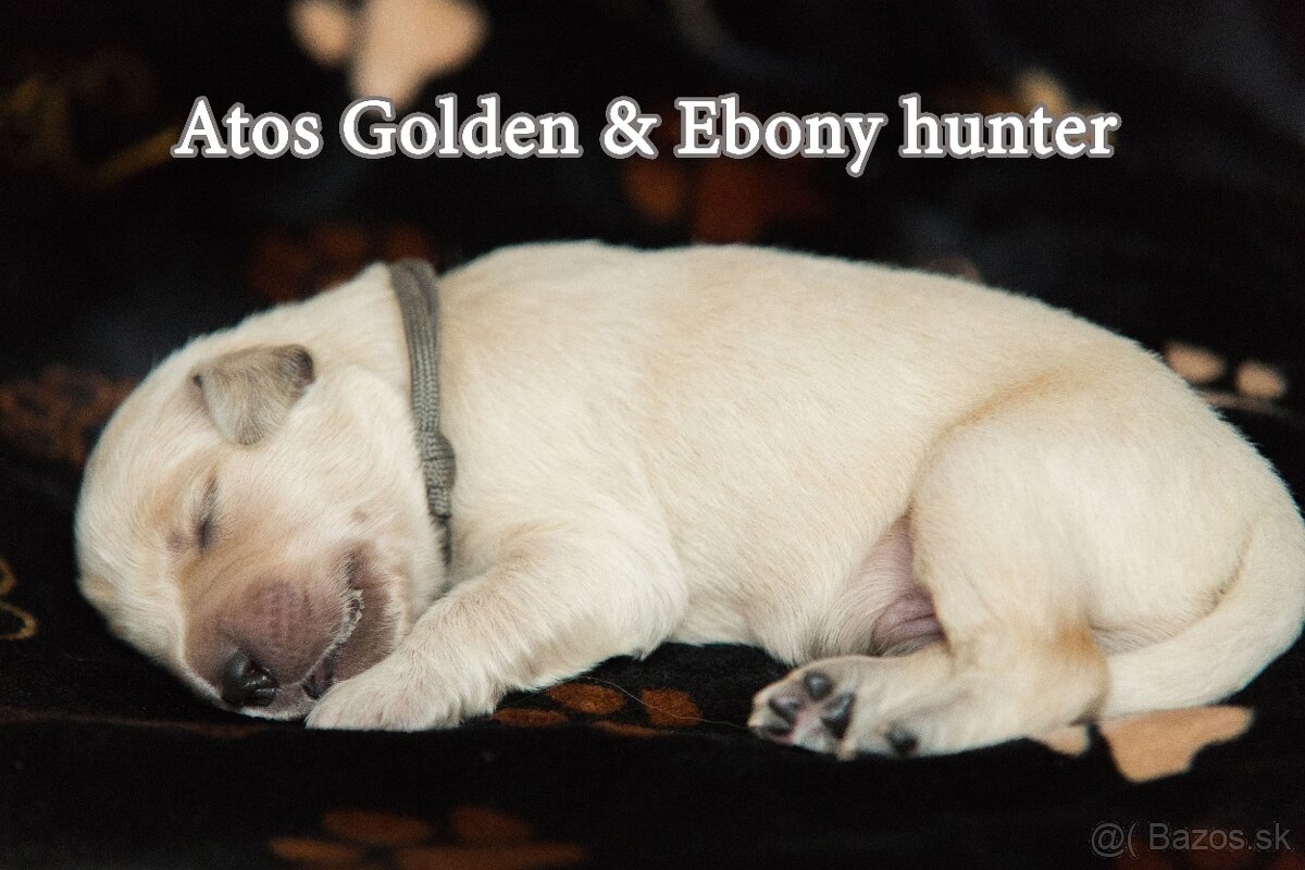 Zlatý retriever - 6