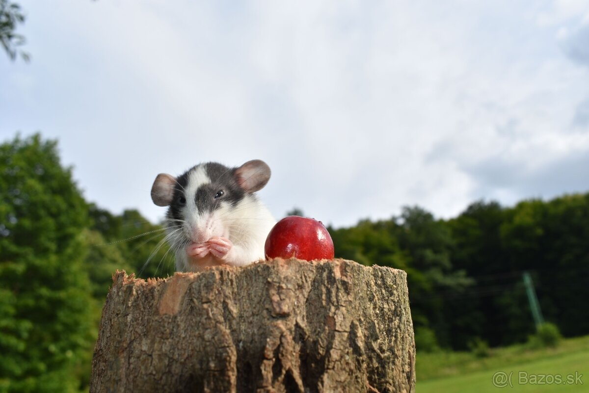 Potkan, potkaníci - 6