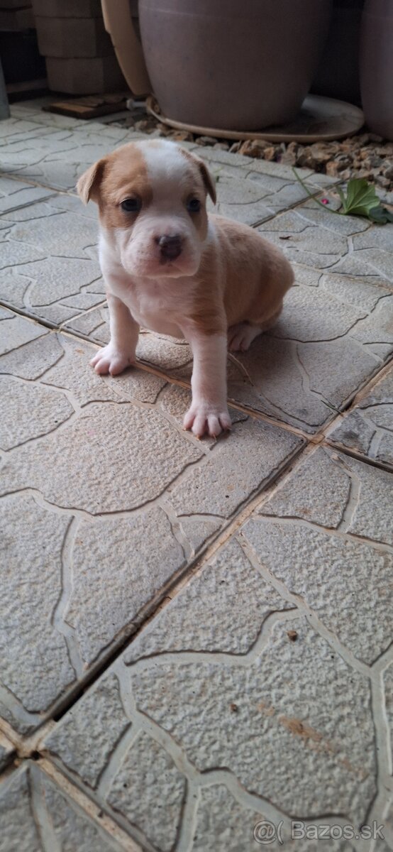American Bully - 6