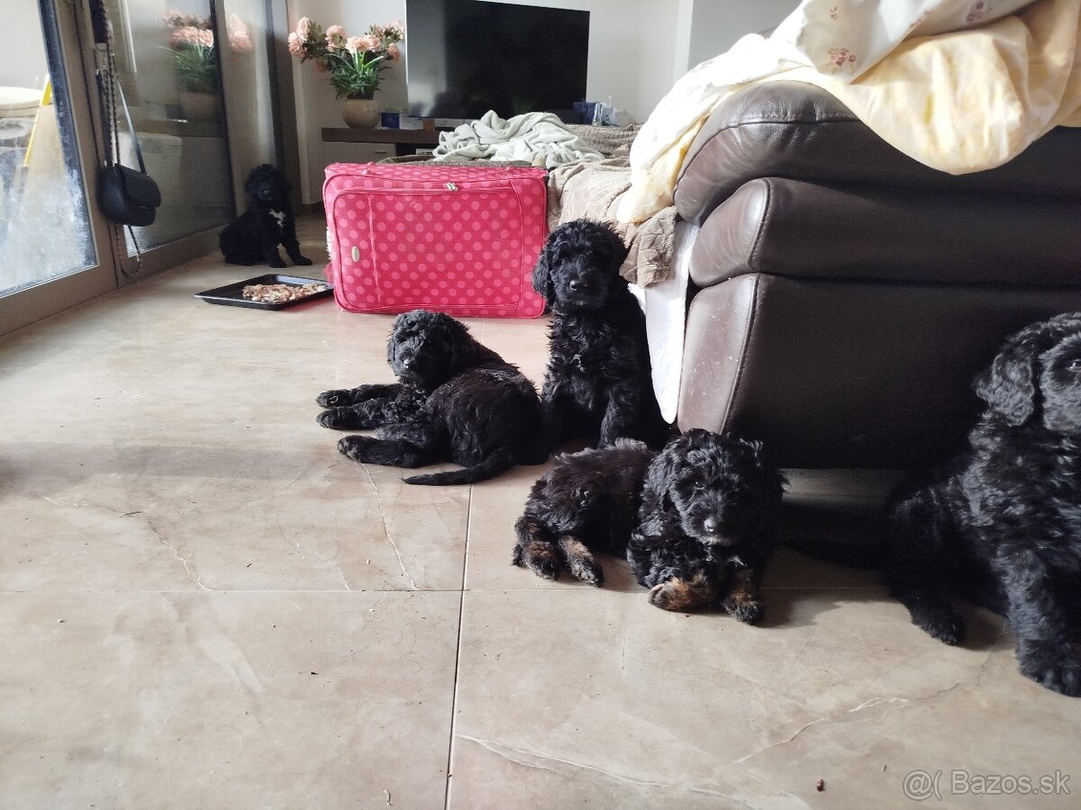 Predám šteniatka Labradoodle - 6