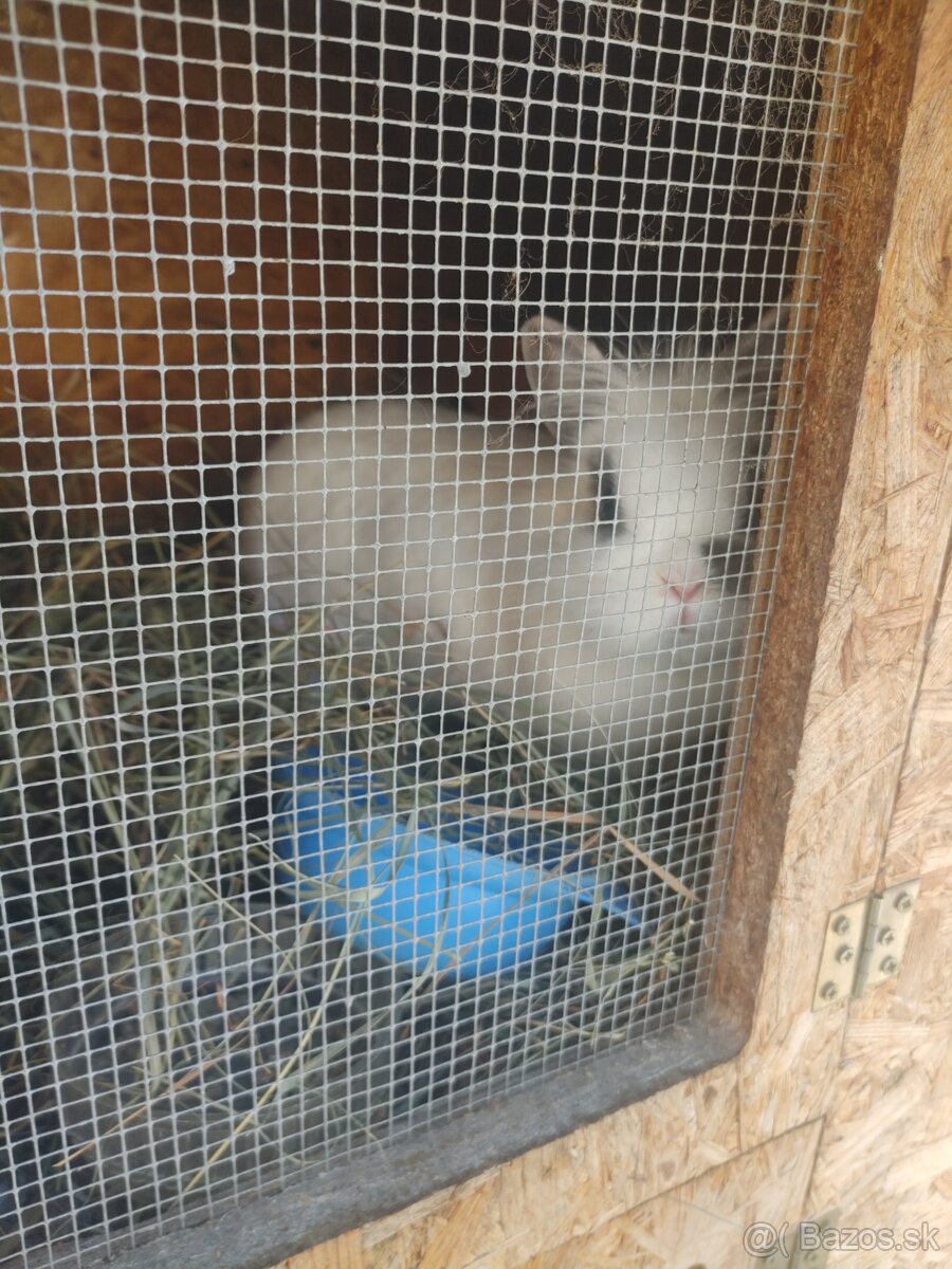 Zakrslé králiky. Chovný párik. - 6