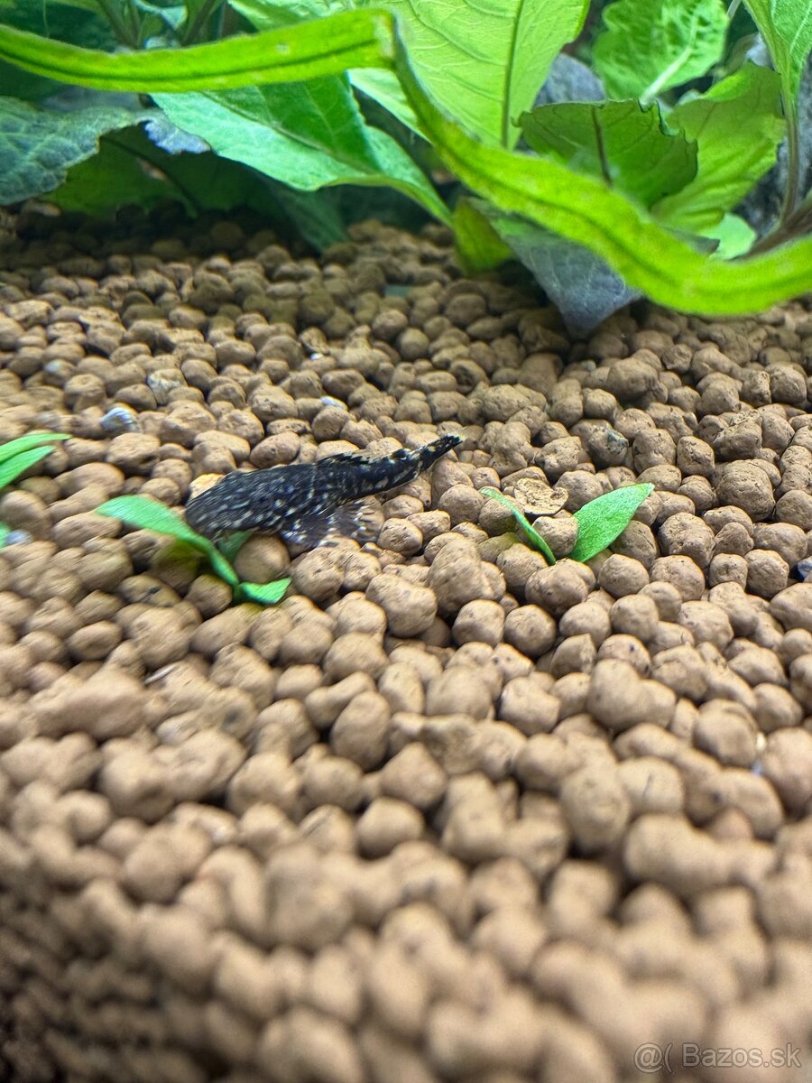 prisavnik-ancistrus - 6