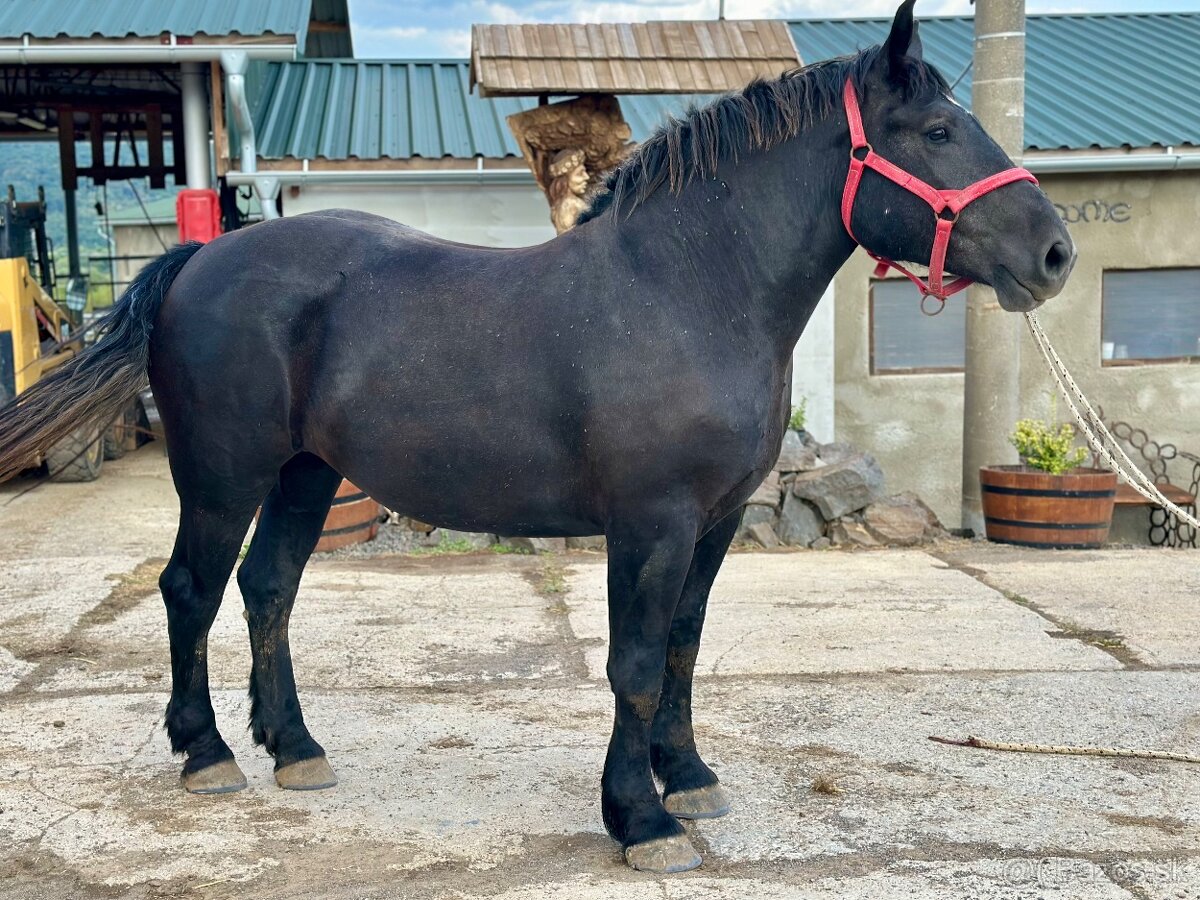 Predám kobylu - Percheron - 6
