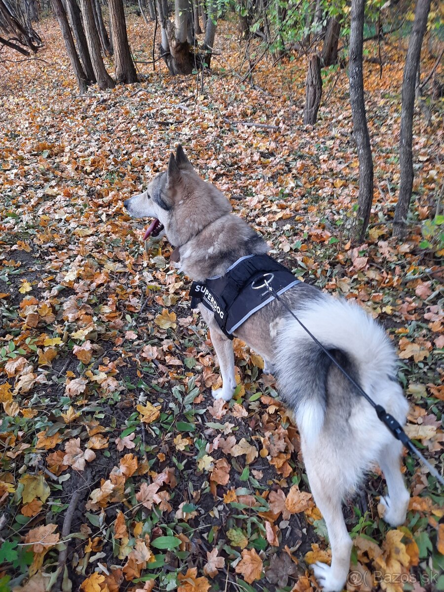 Západosibírska lajka - 6