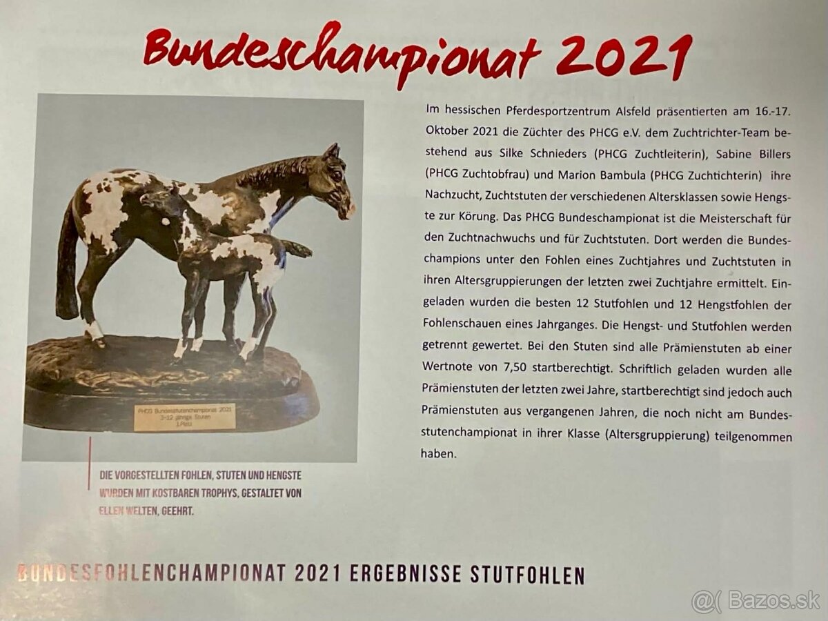 Pripúšťanie Paint Horse - 6