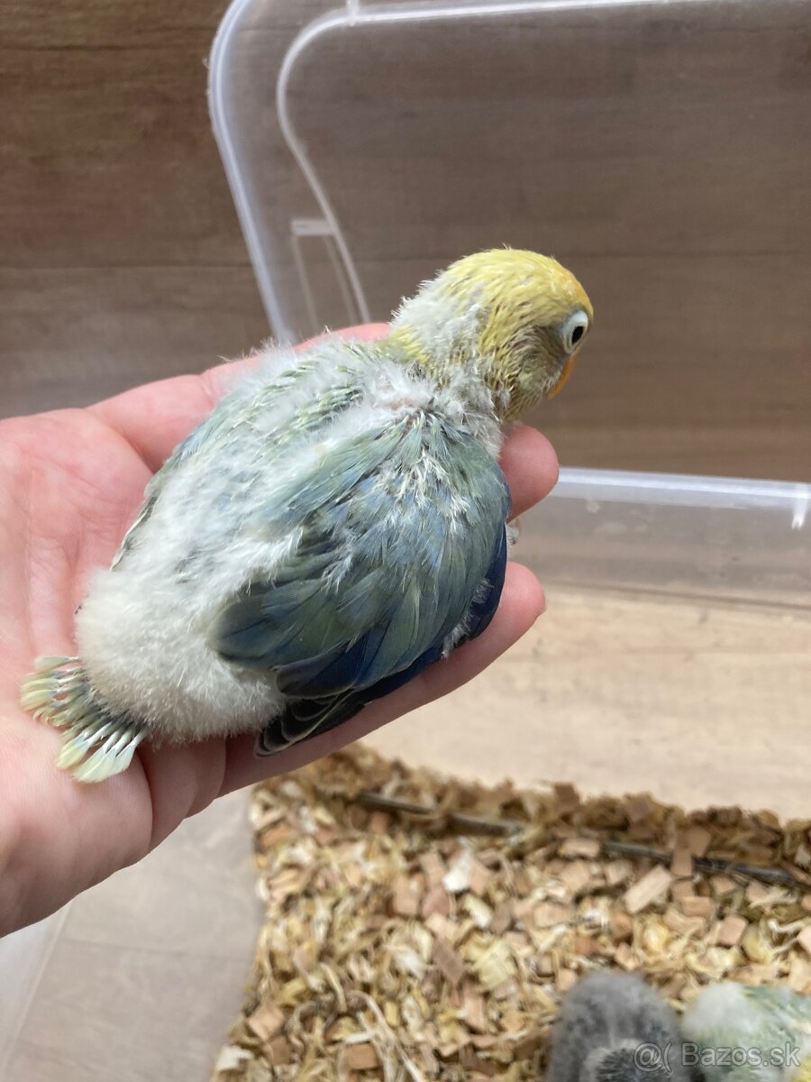 Rucne dokrmovane agapornisy fischer opalin tyrkys - 6