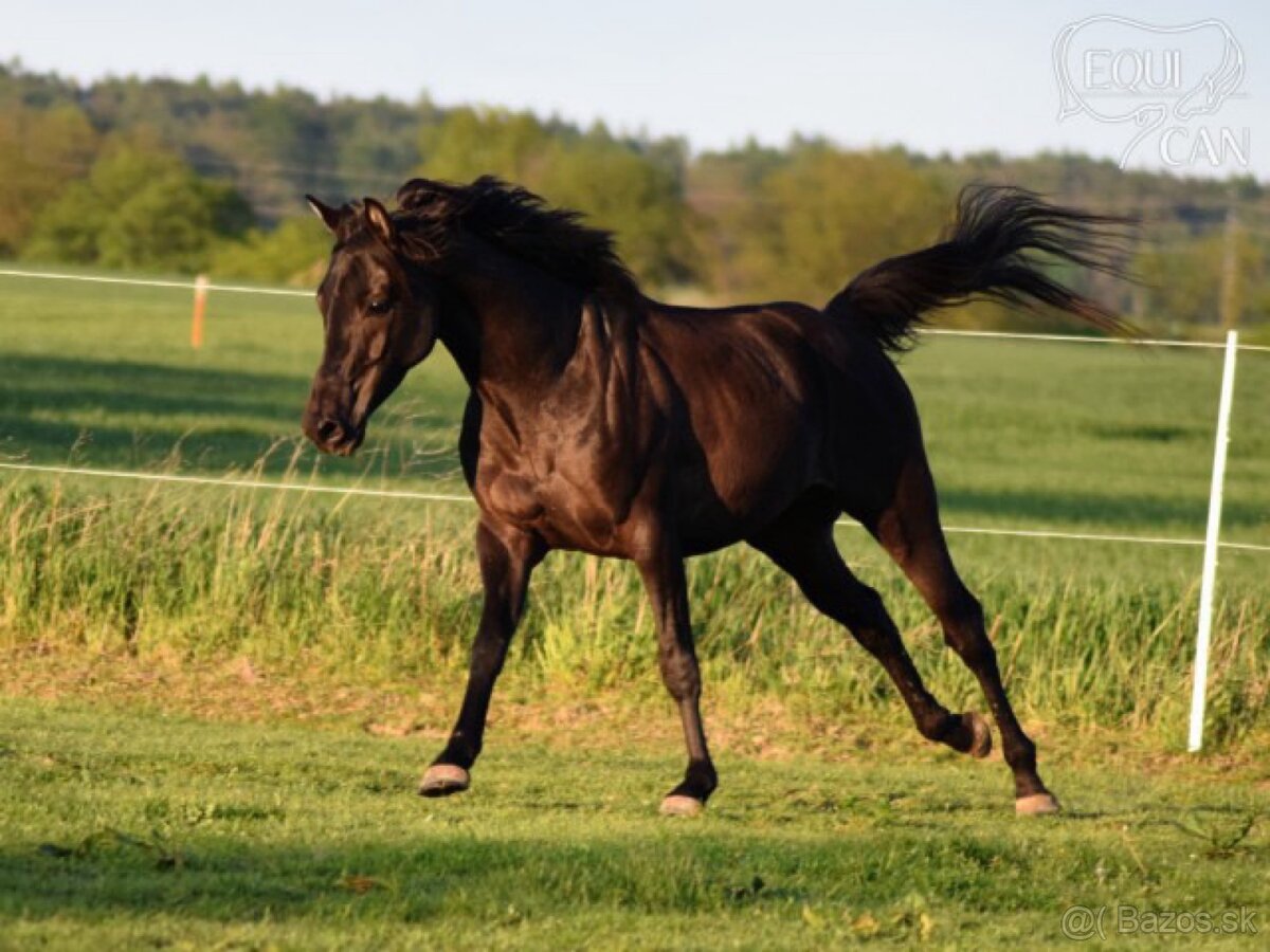 Princezná na predaj - 6