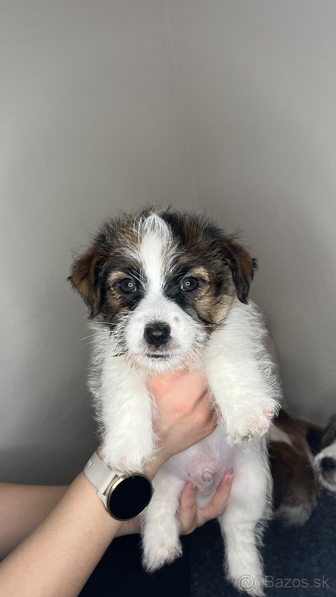 Jack Russell Terrier s PP - 6