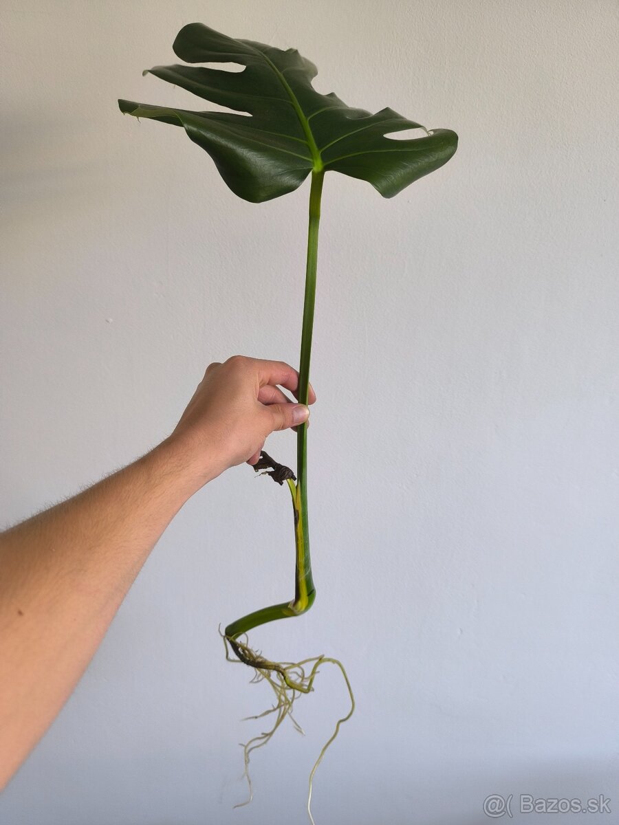 Izbové rastliny - 6