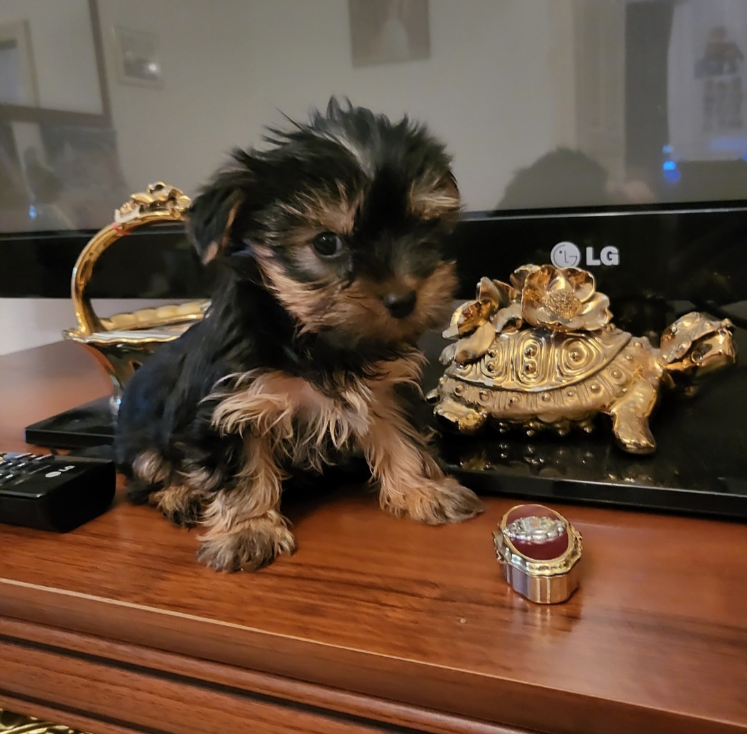 Yorkshirsky terier mini - 6