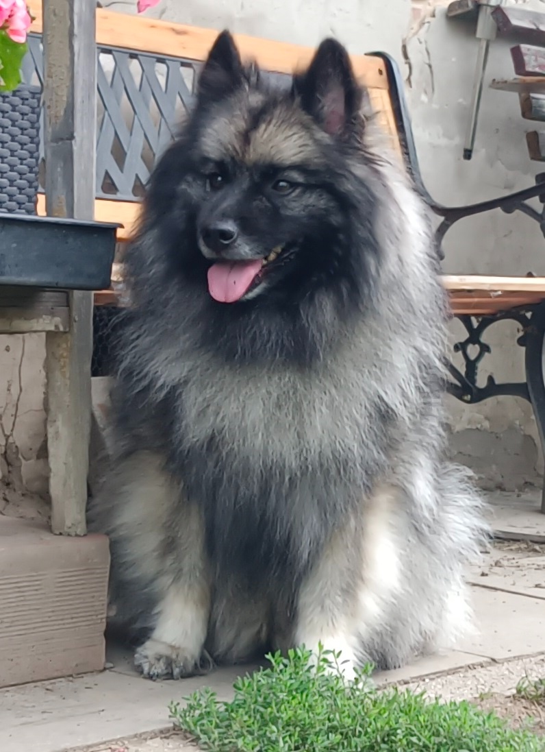 Německý špic vlčí / keeshond prodám štěňata s PP - 6