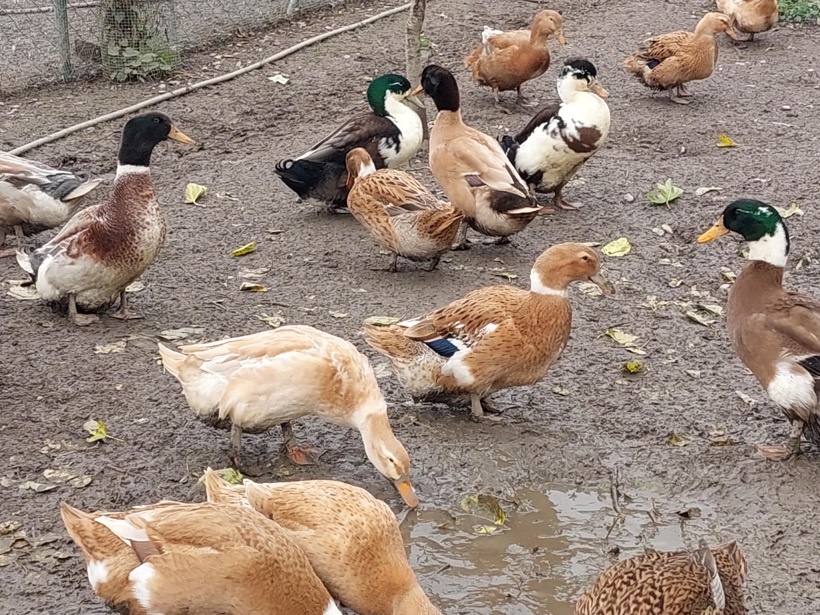 Kacice mlade farebne - 6