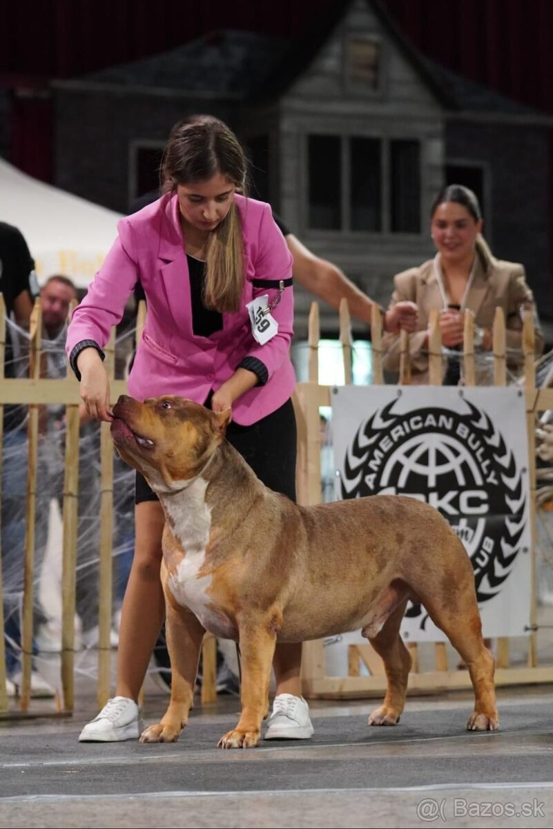 American bully XL XXL - 6