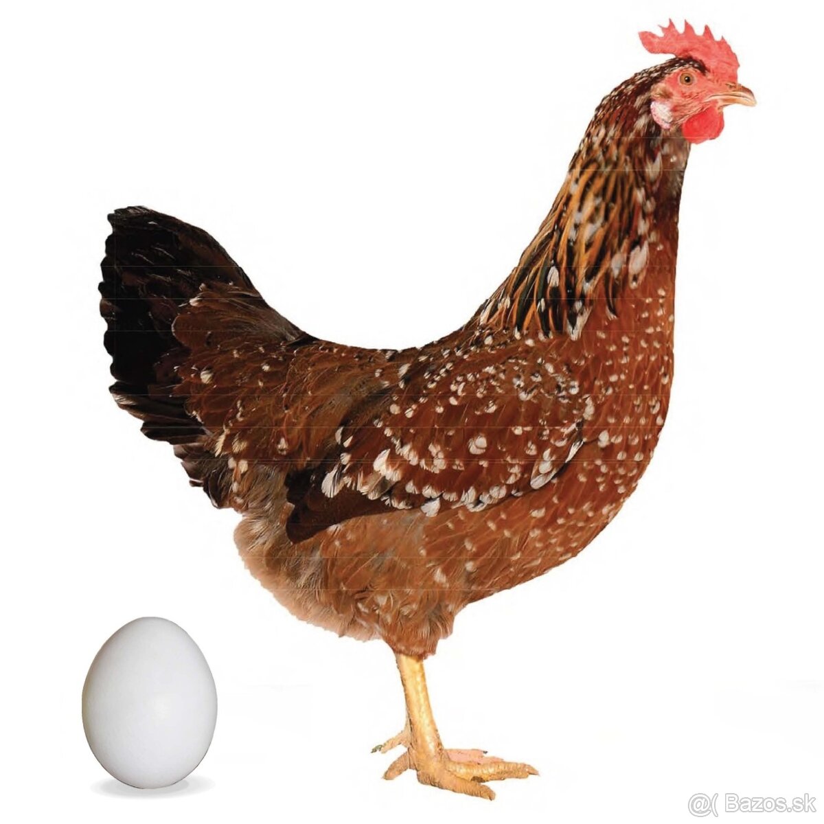 Nosnice, mládky, kuriatka - 6