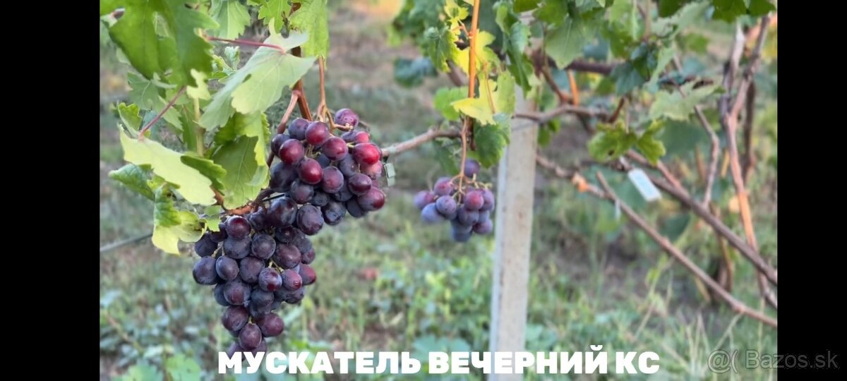 Predám sadenice viniča - 6