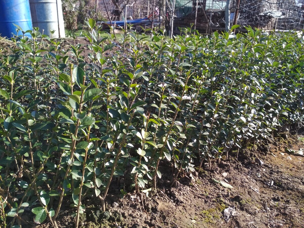 Vtáči zob sadenice - 6