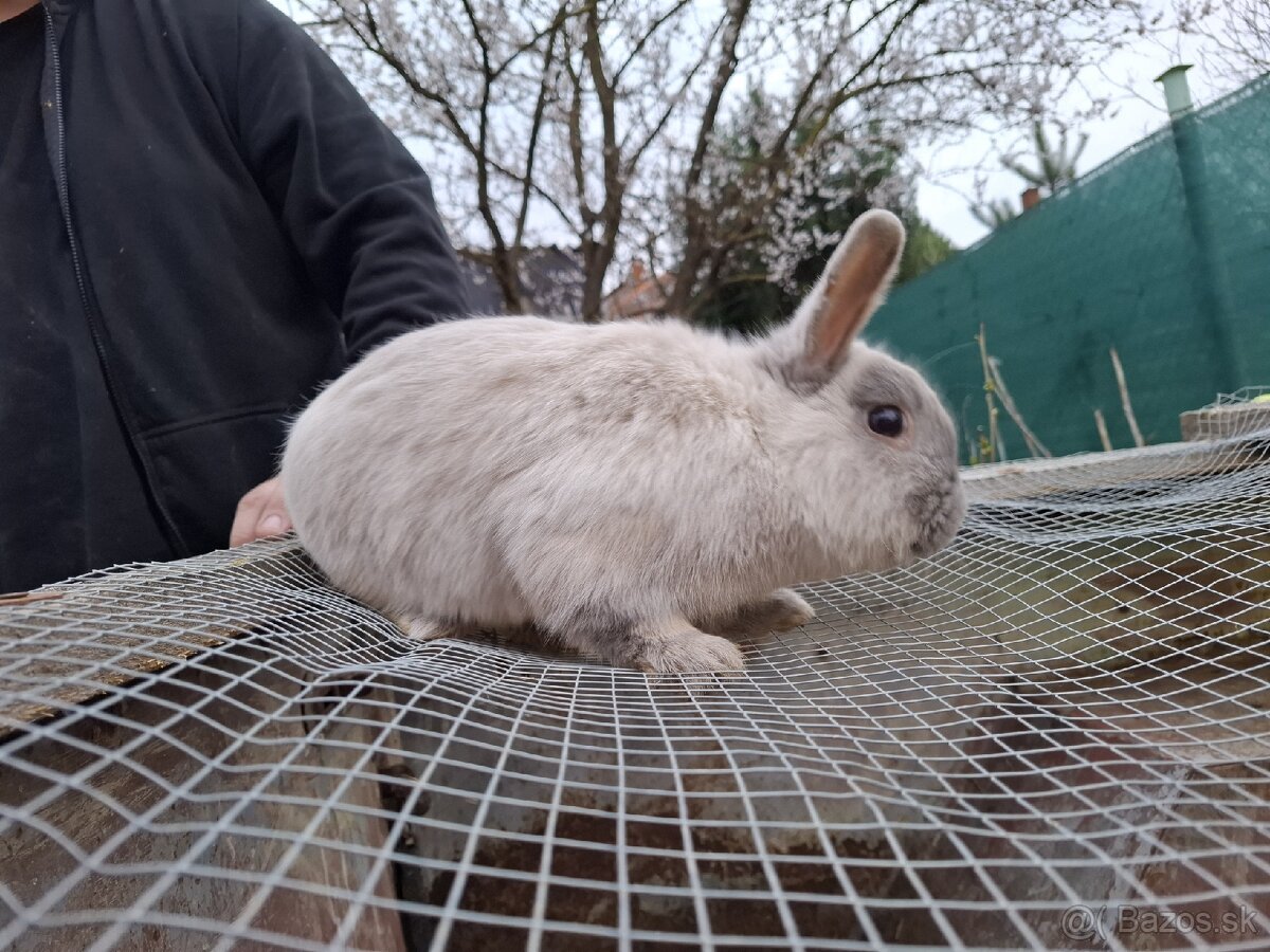 Predám mini zajačika - 6