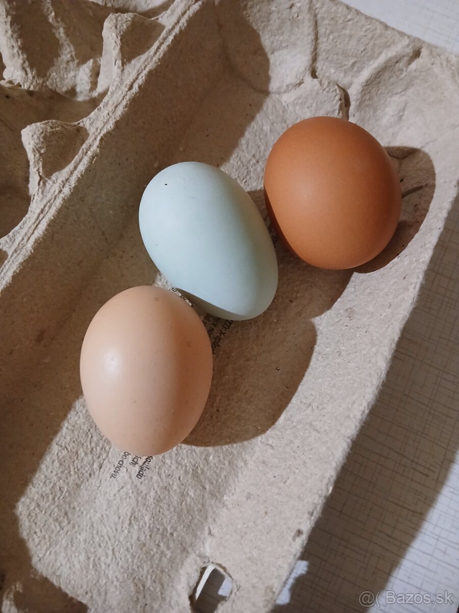 Nasadove vajicka domaci mix - 6