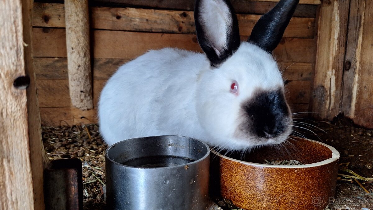 Kalifornský králik - 6