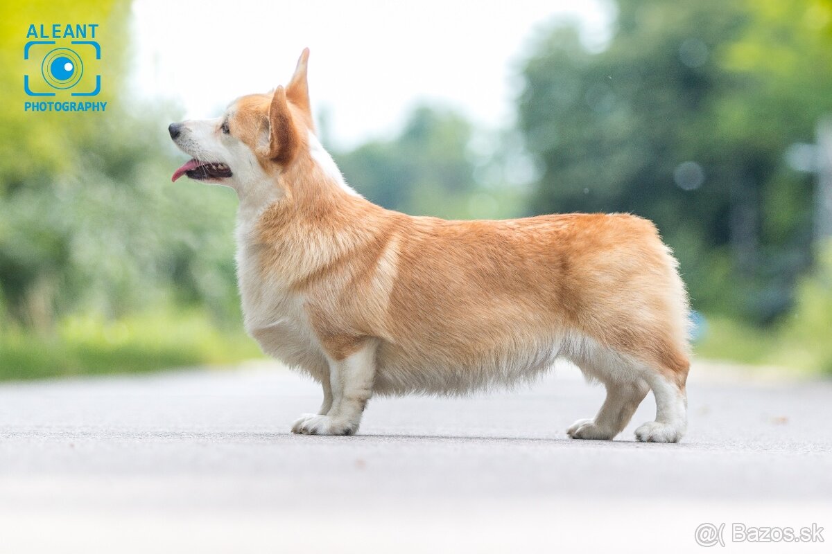 Predám sučku plemena Welsh Corgi Pembroke - 6