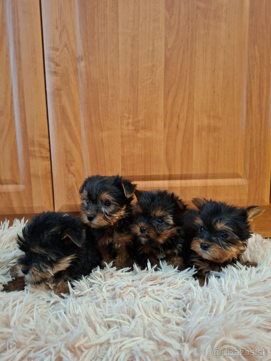 Yorkshirsky terier York - 6