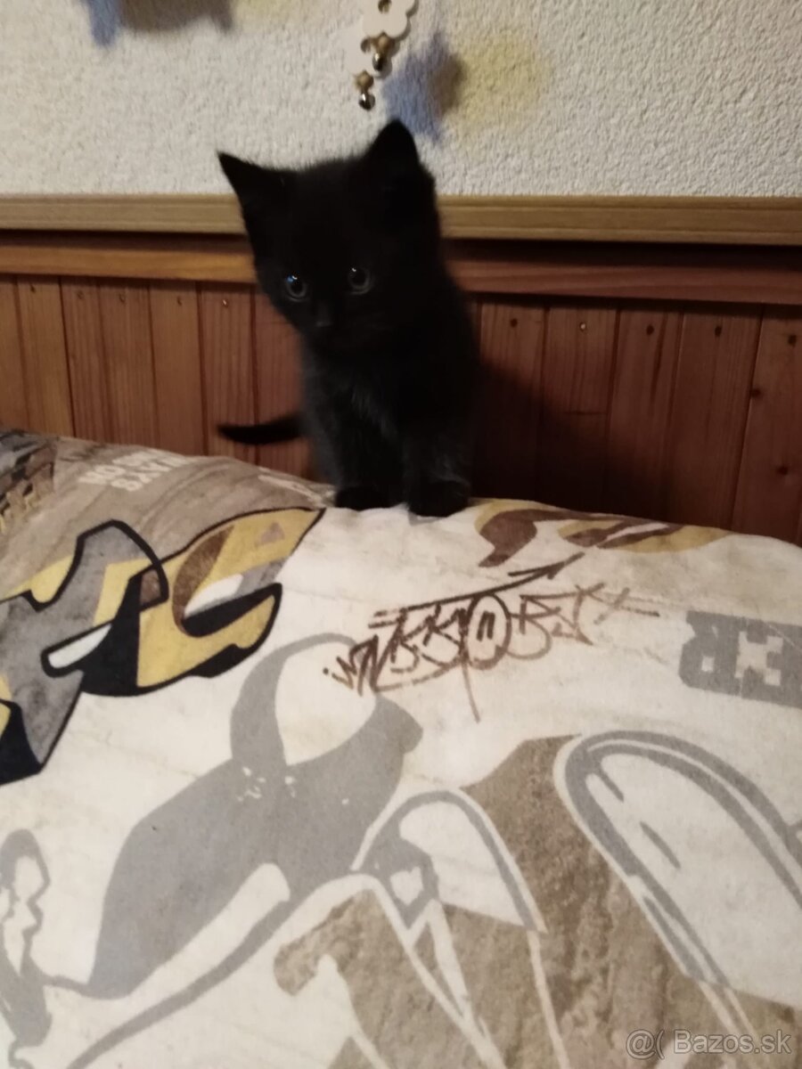 3 rozkošné mačiatka DARUJEM - 6
