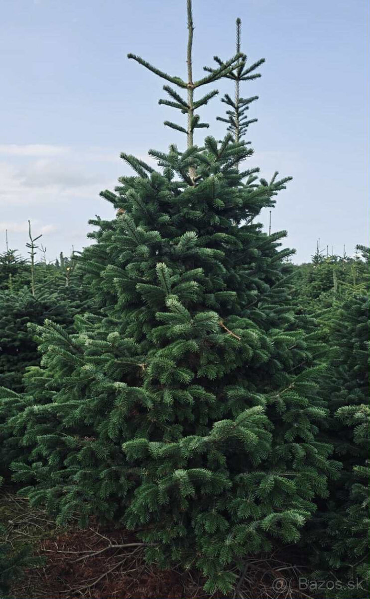 Kaukazská jedľa 2,00-2,50 smrek vianočné stromčeky - 6