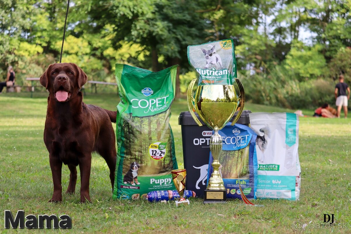 Labradorský retriever - 6