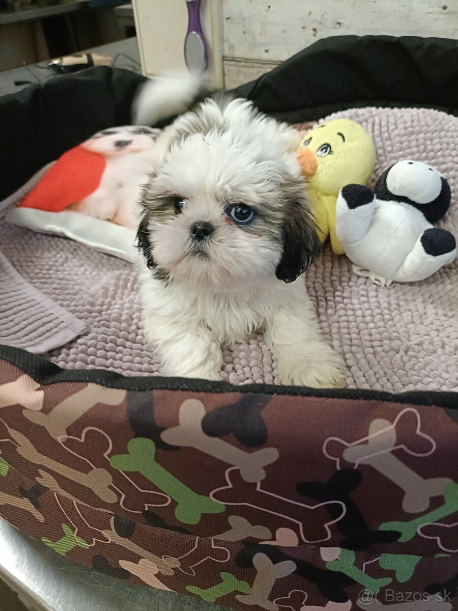 Rozkošné Shih-Tzu šteniatka (shitzu, shih tzu,shihtzu) - 6