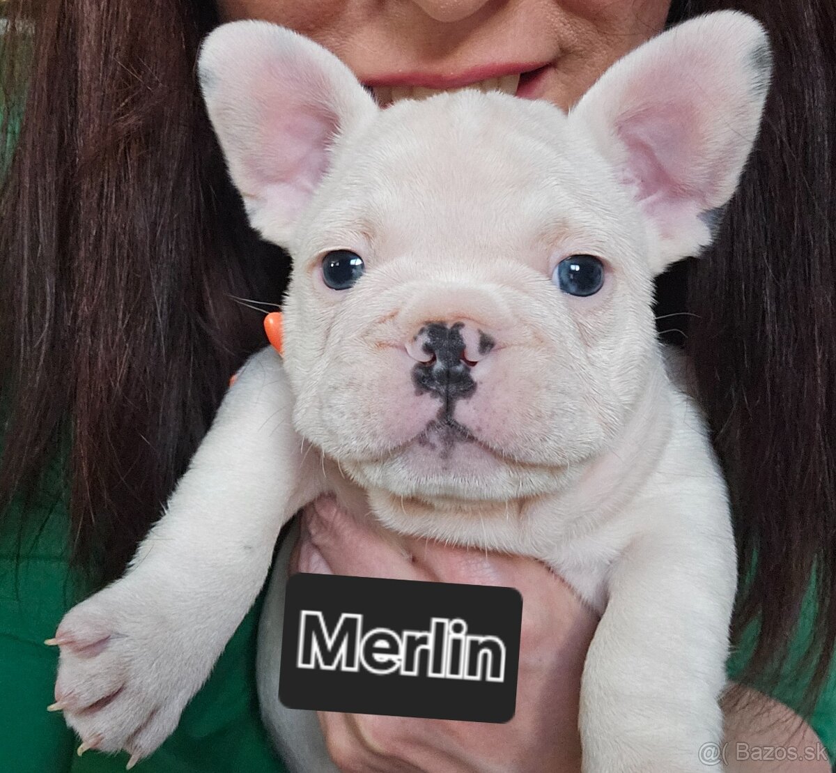 Francúzský buldoček - 6