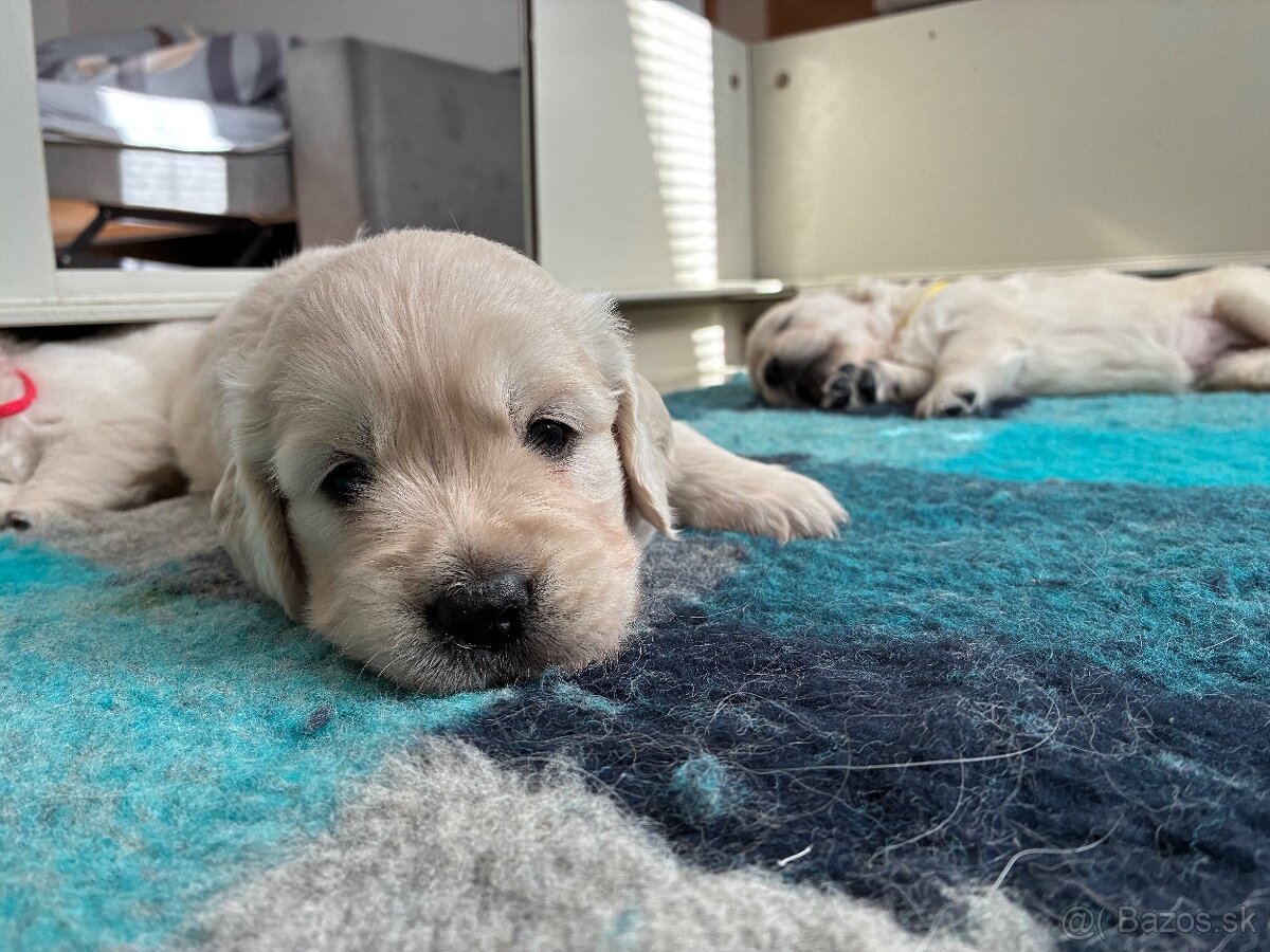 Zlatý retriever - šteniatka s PP - 6