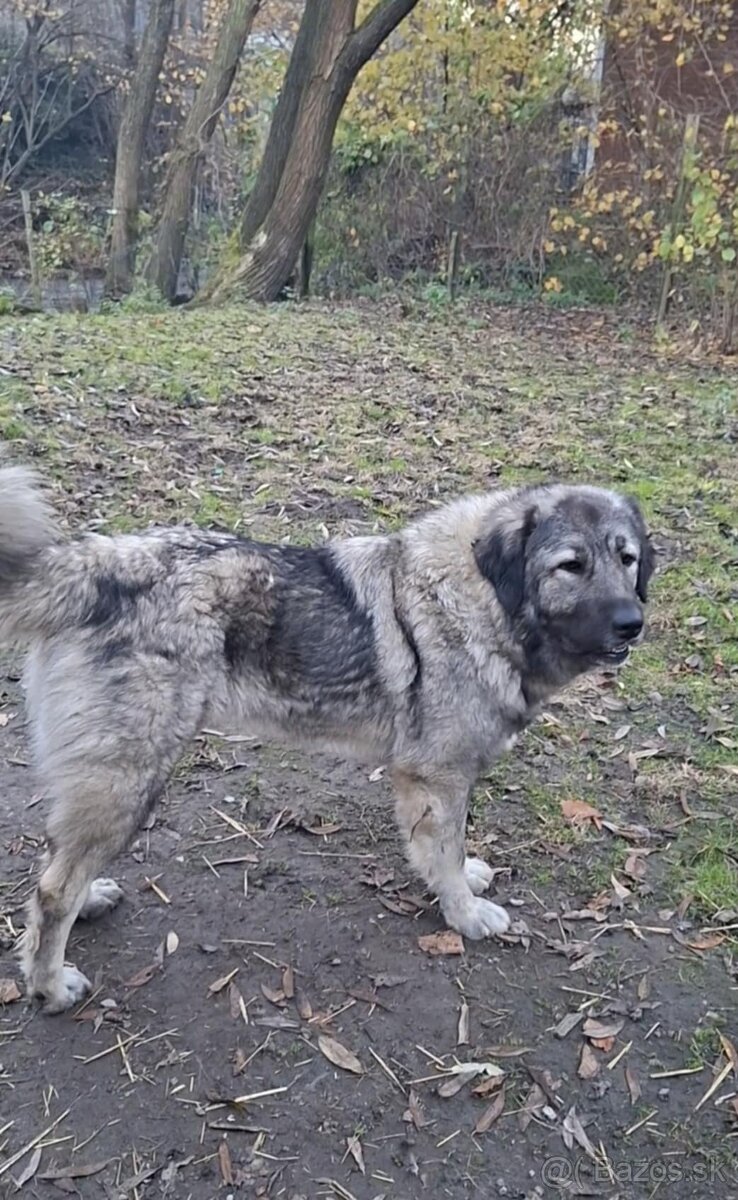 Šteniatko Kaukazský ovčiak - 6