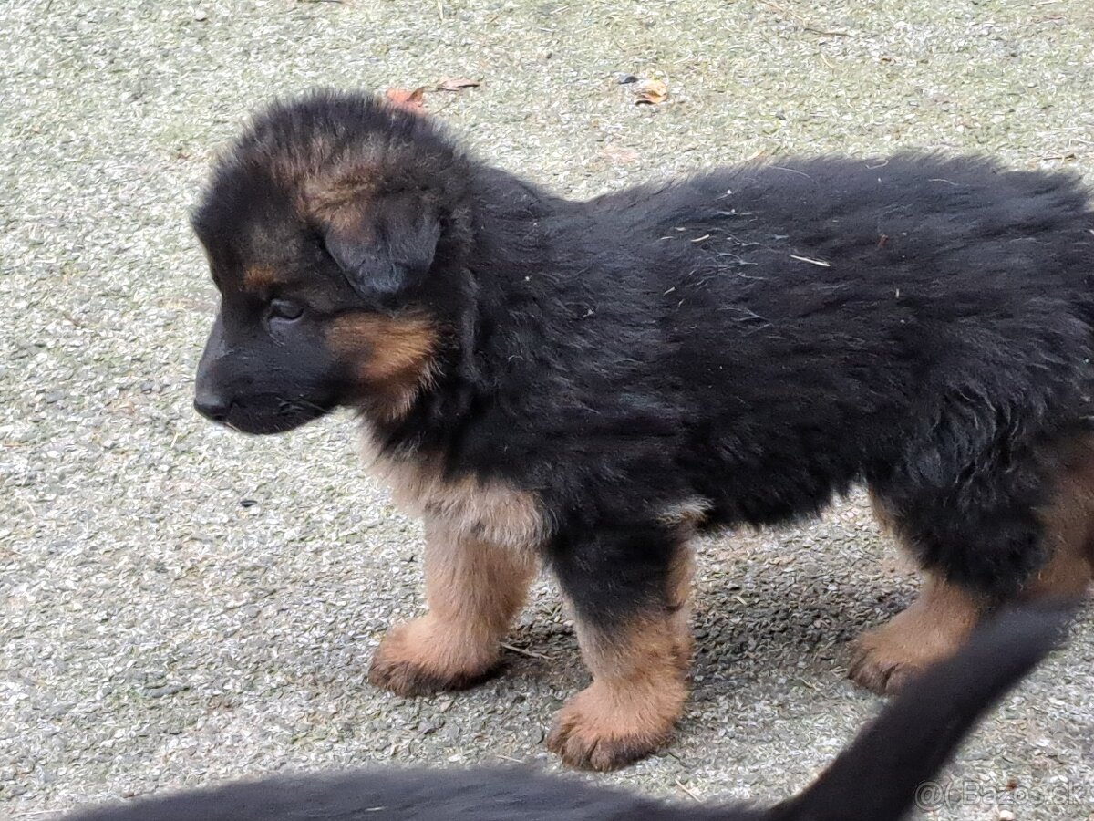 Predám šteňatá nemevký ovčiak - 6