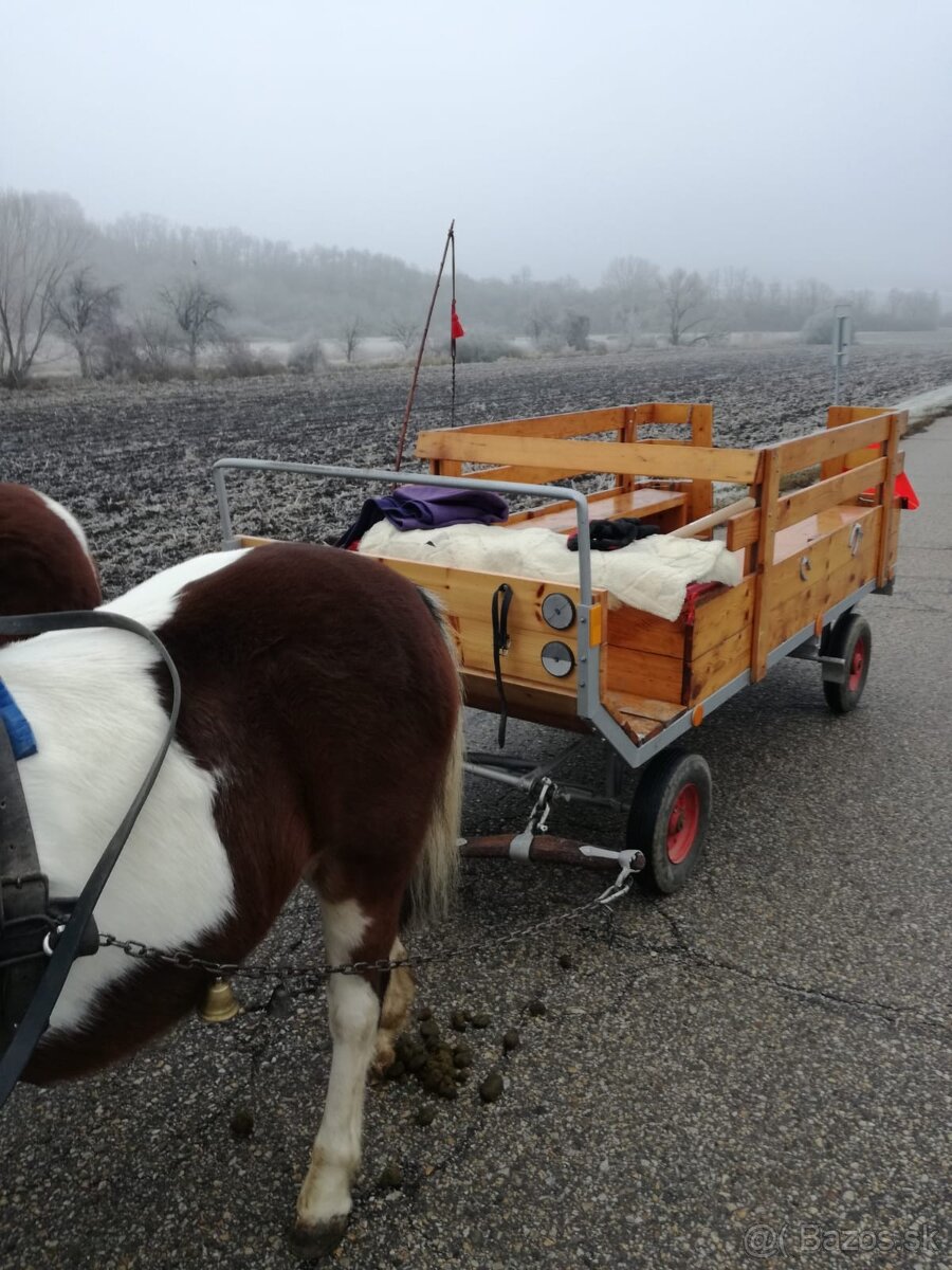 welsh krasne kobylky - 6