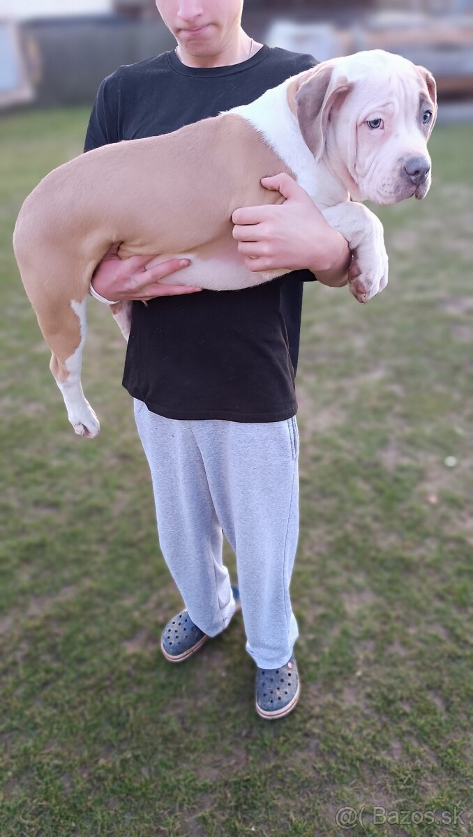 Šteniatka American Bully XL - 6
