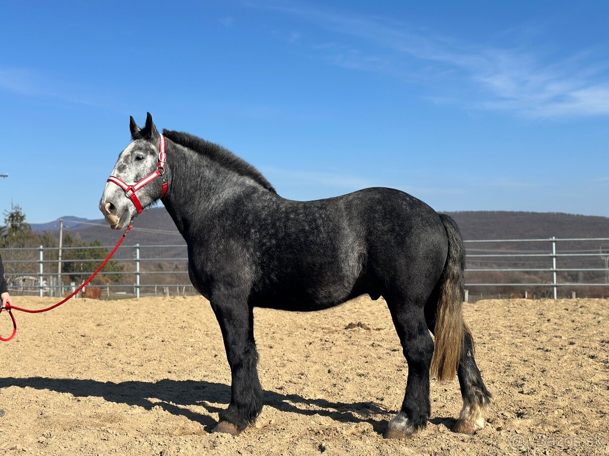 Valach na predaj - percheron - 6
