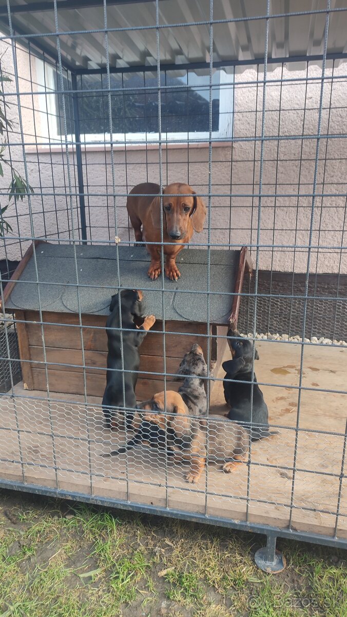 Jazvecík standart - 6