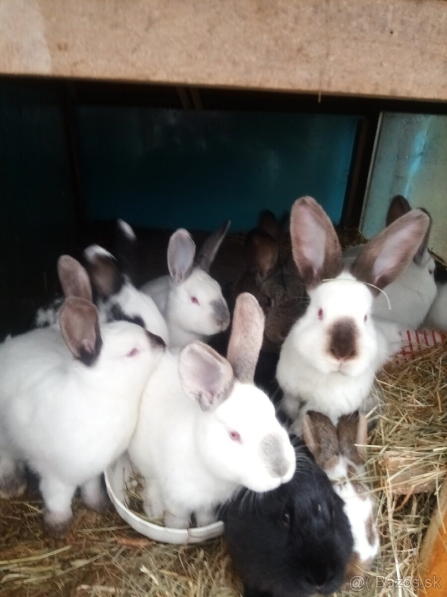 Predám zajace - 6
