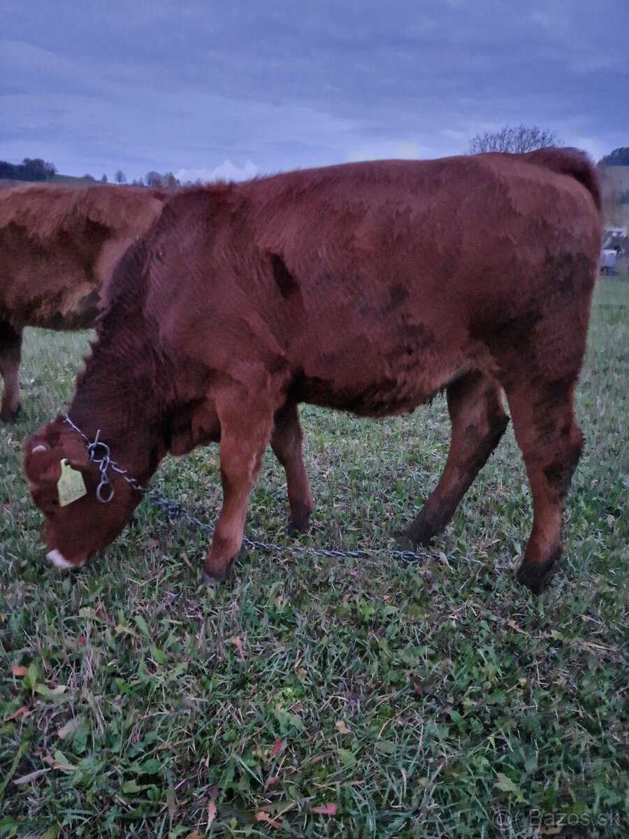Predám jalovicku (jalovicu, teľa, býka, býčka ) za výhodnú - 6