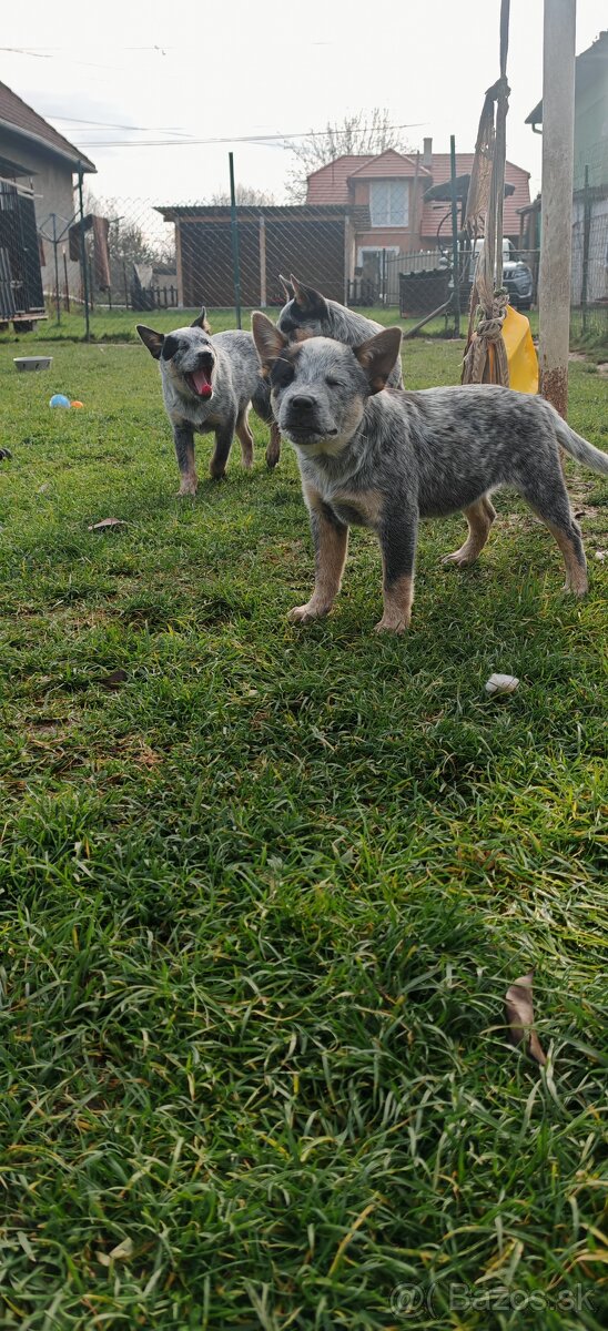 Australsky dobytkarsky pes - 6